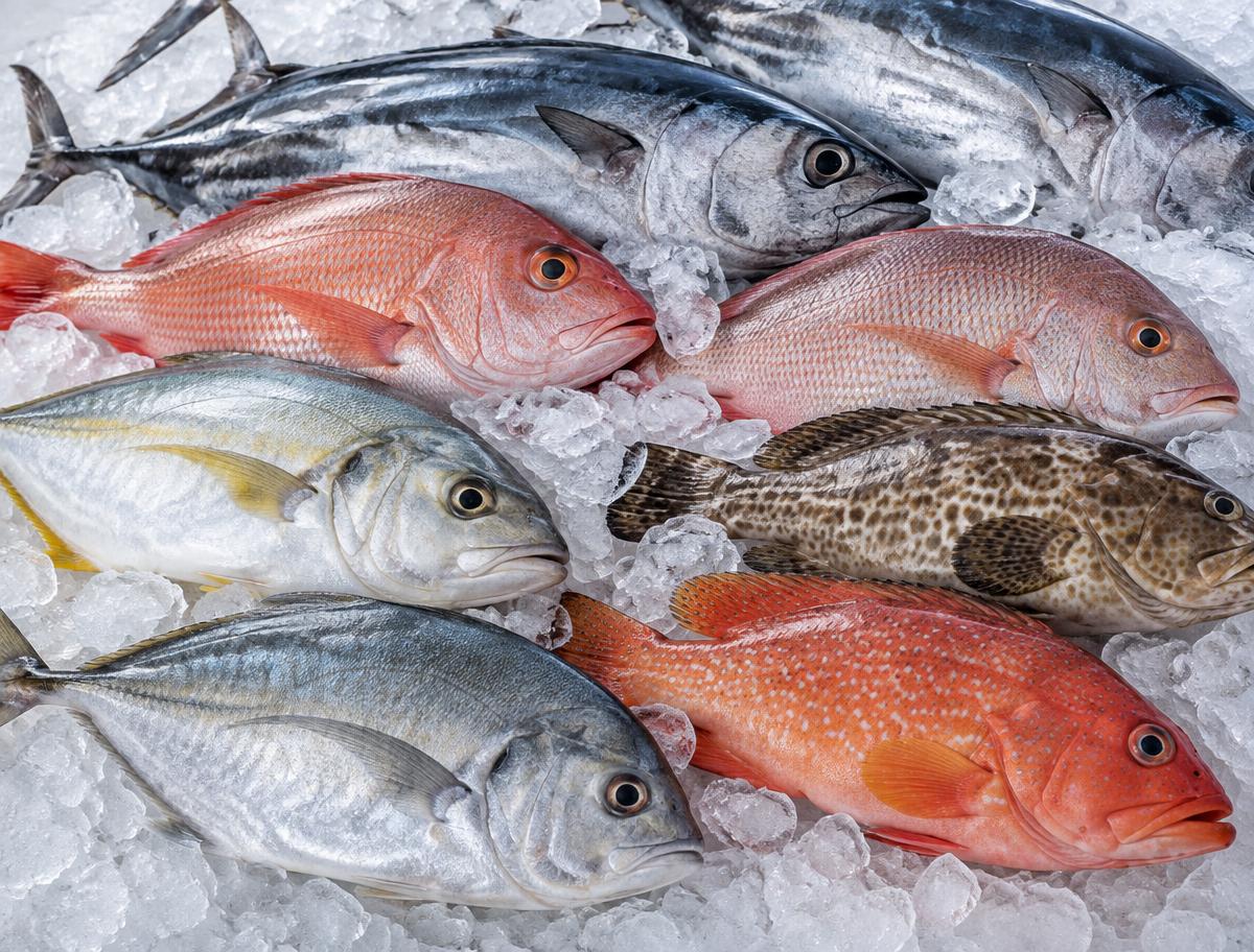 Reef & Deep Ocean Fish