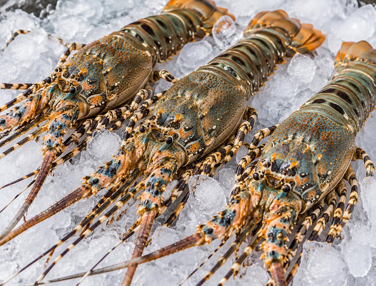 Spiny Lobster